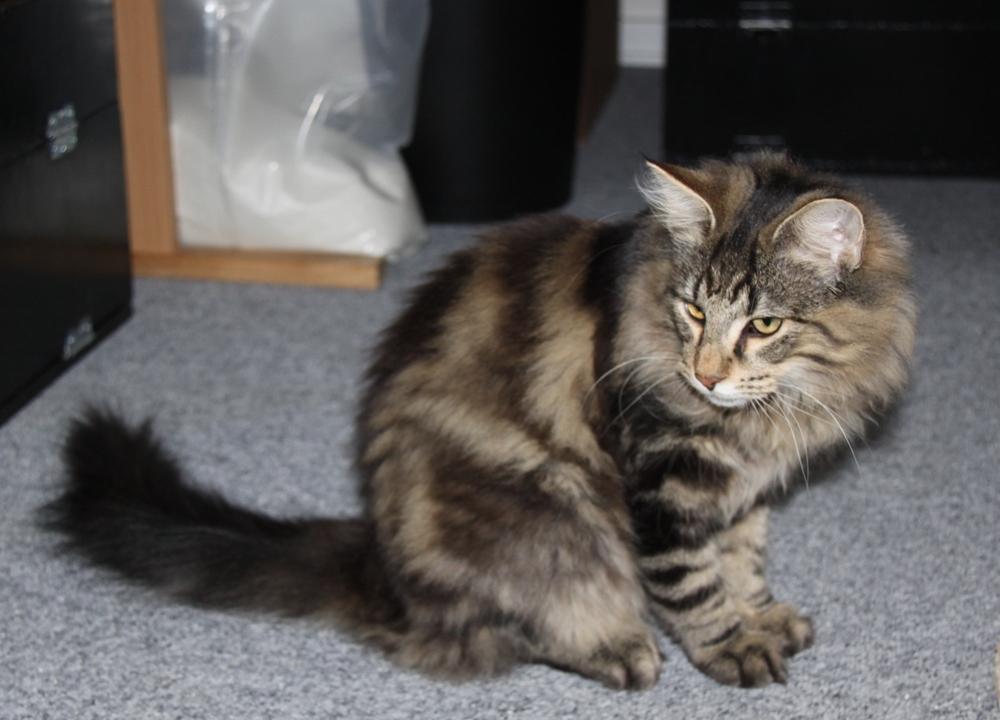 Norsk Skovkat DK Nobel-dream's Dream Boy billede 12