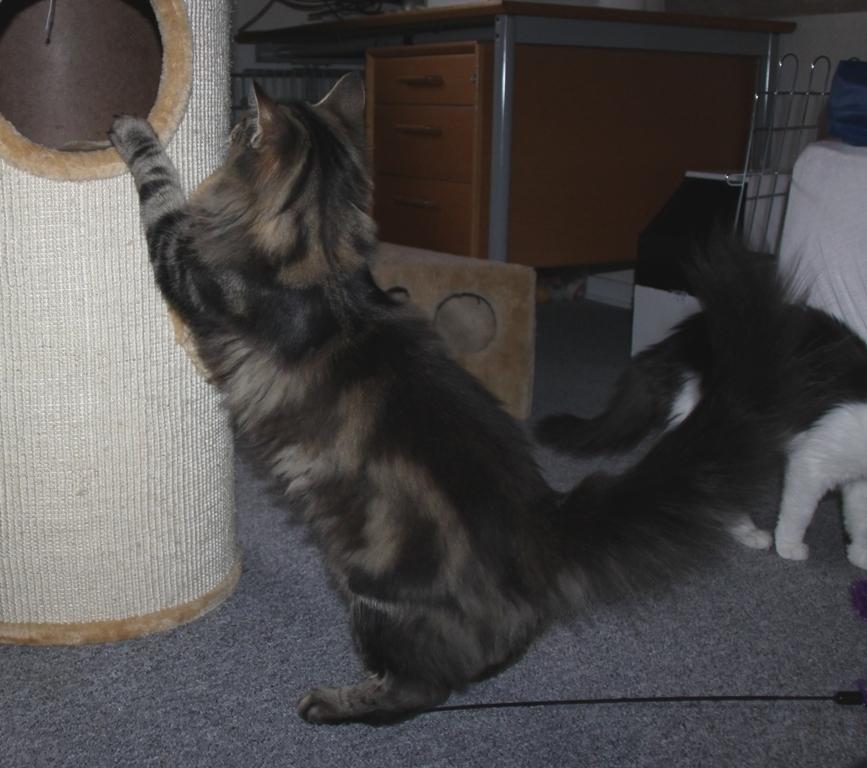 Norsk Skovkat DK Nobel-dream's Dream Boy billede 13