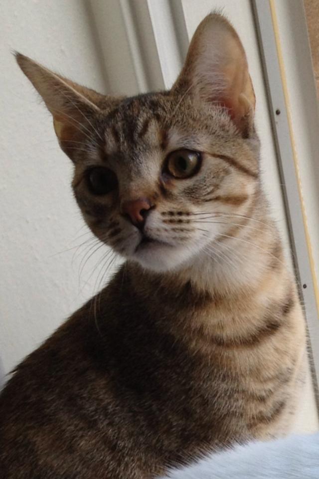 Blanding af racer Sniper billede 2