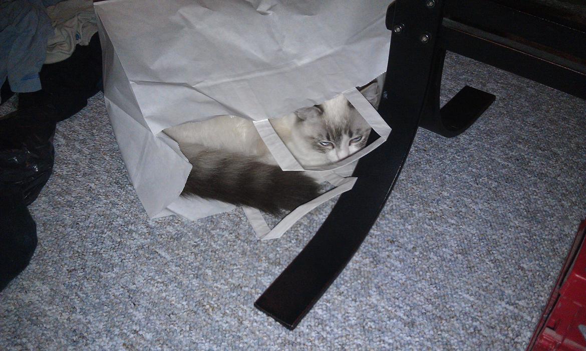 Ragdoll Diva - Der er intet bedre end poser.. Zzz billede 5