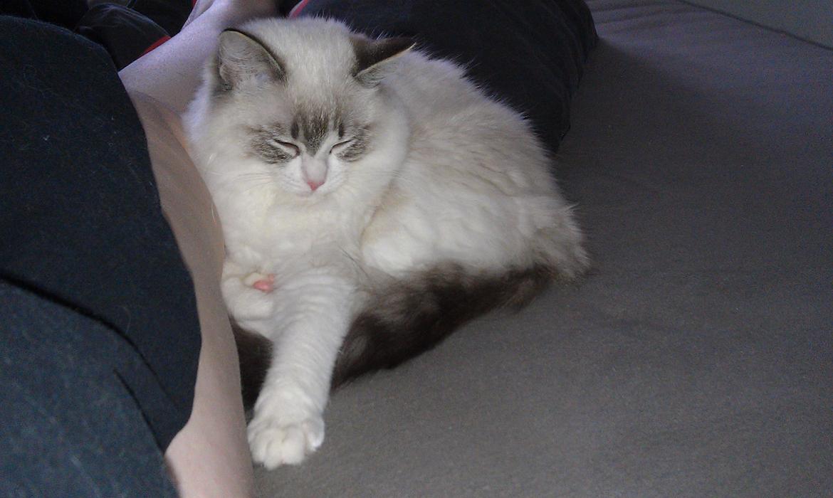 Ragdoll Diva billede 3