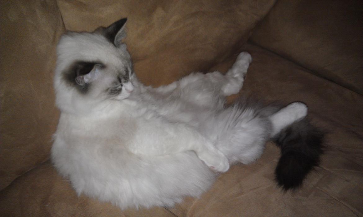 Ragdoll Diva billede 6