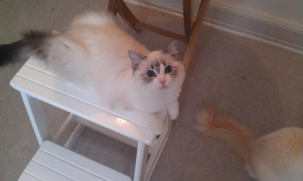 Ragdoll Diva billede 10