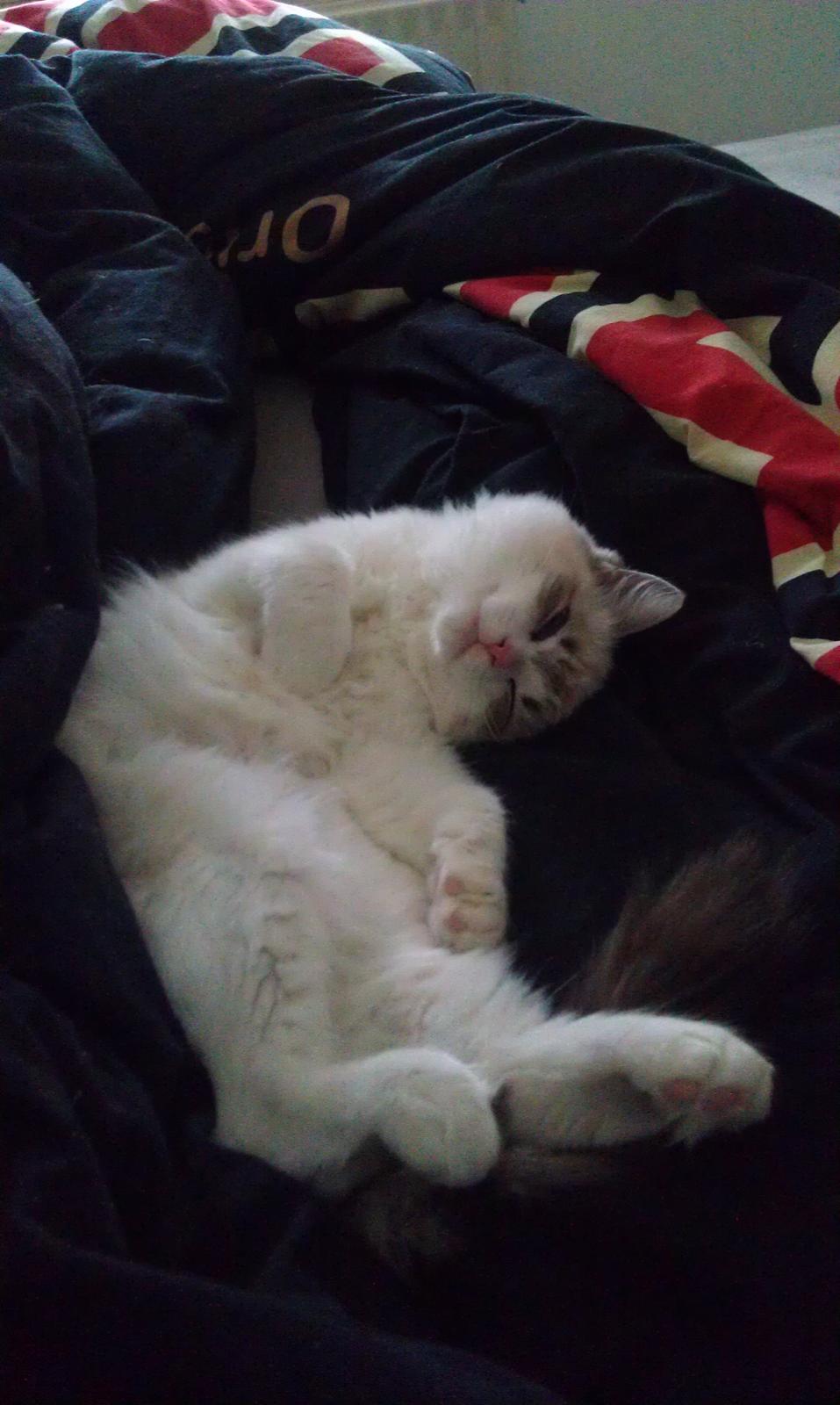 Ragdoll Diva billede 7