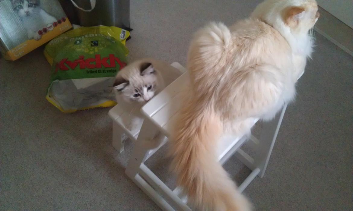 Ragdoll Diva - "Uuuh, en hale at lege med!"
I kan tro at storebror var træt af alt det hale-gnaveri. ;) billede 8