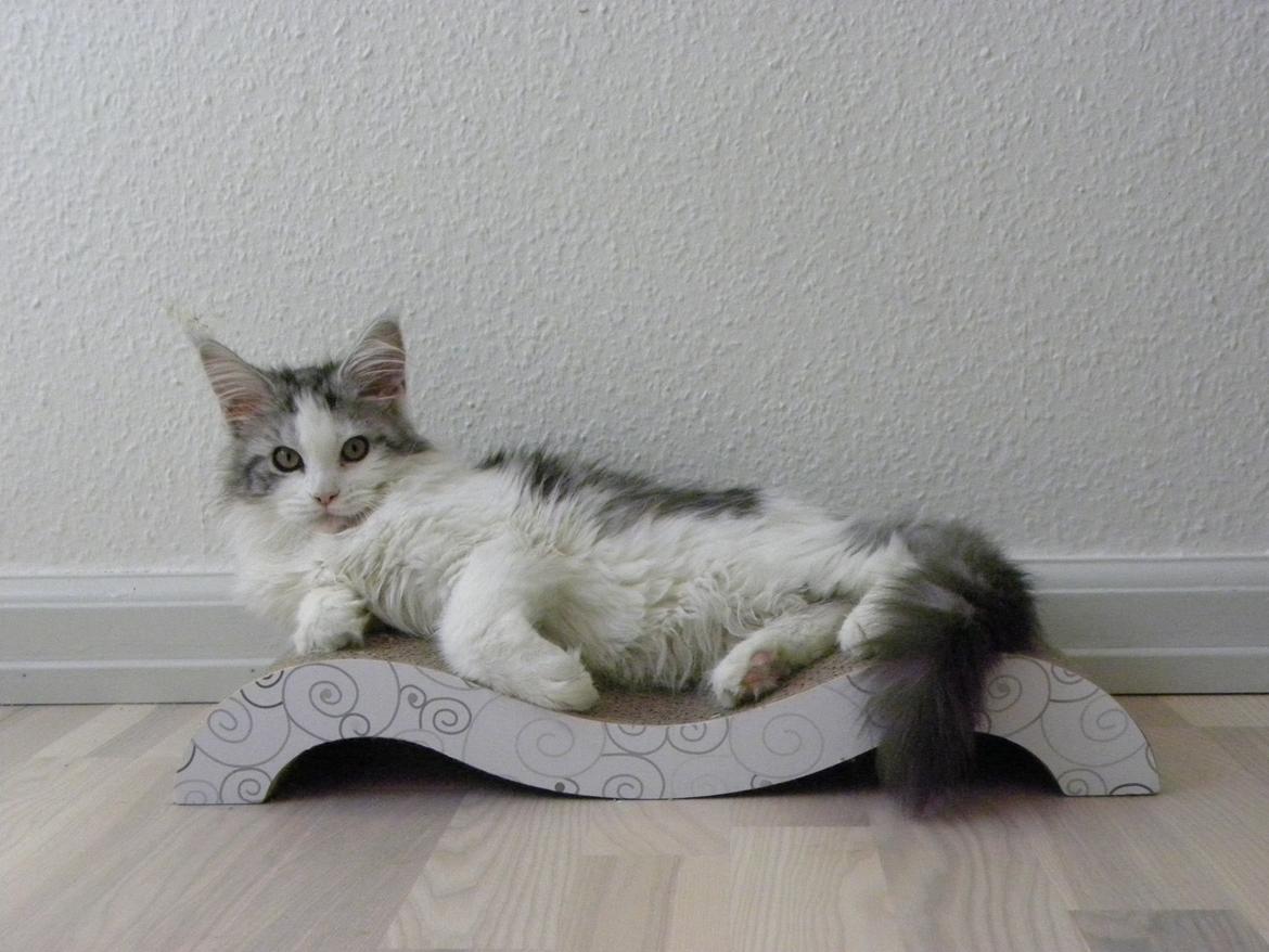 Maine Coon UniqueCoon`s Santa Rose billede 13