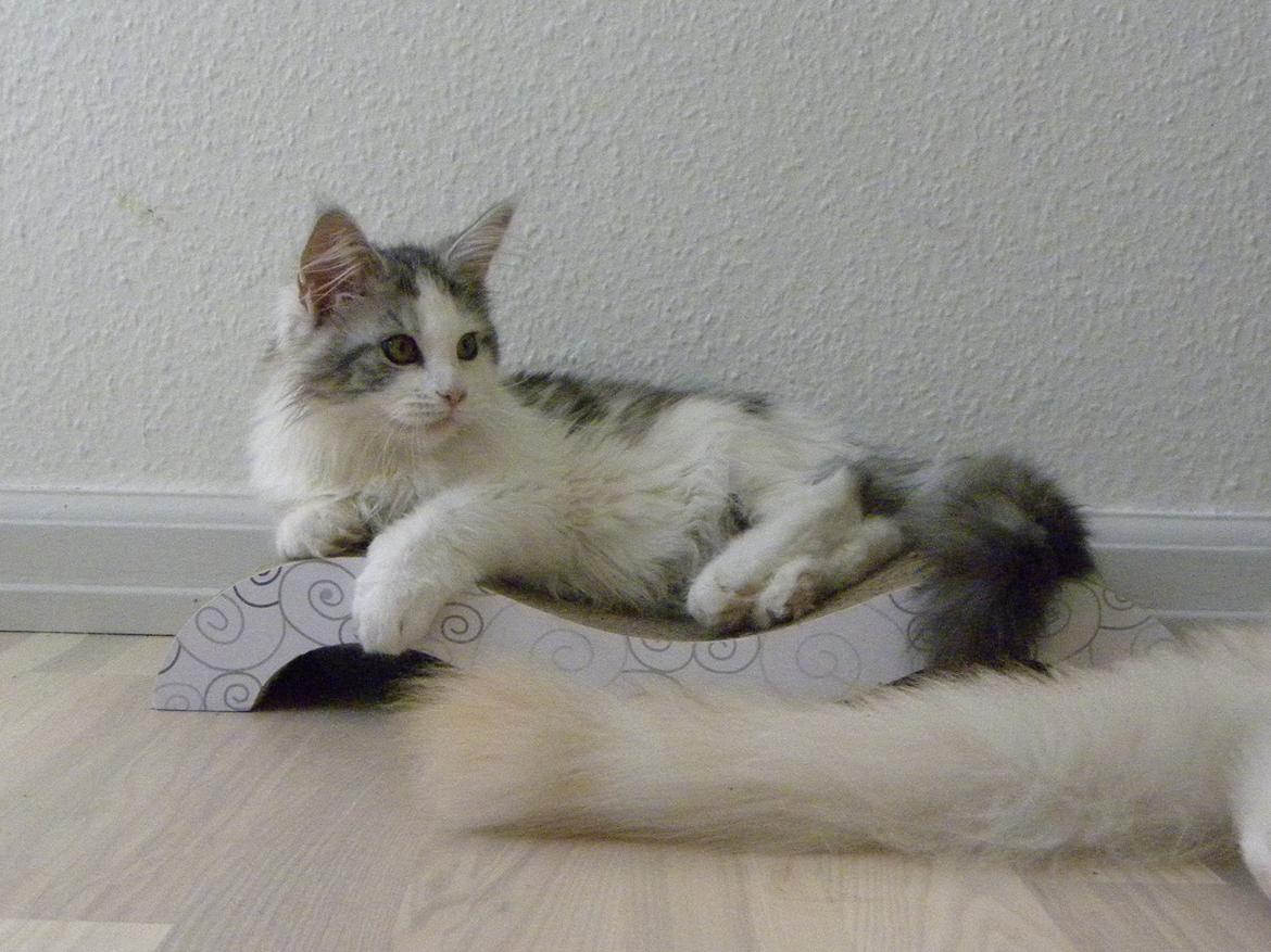 Maine Coon UniqueCoon`s Santa Rose billede 14