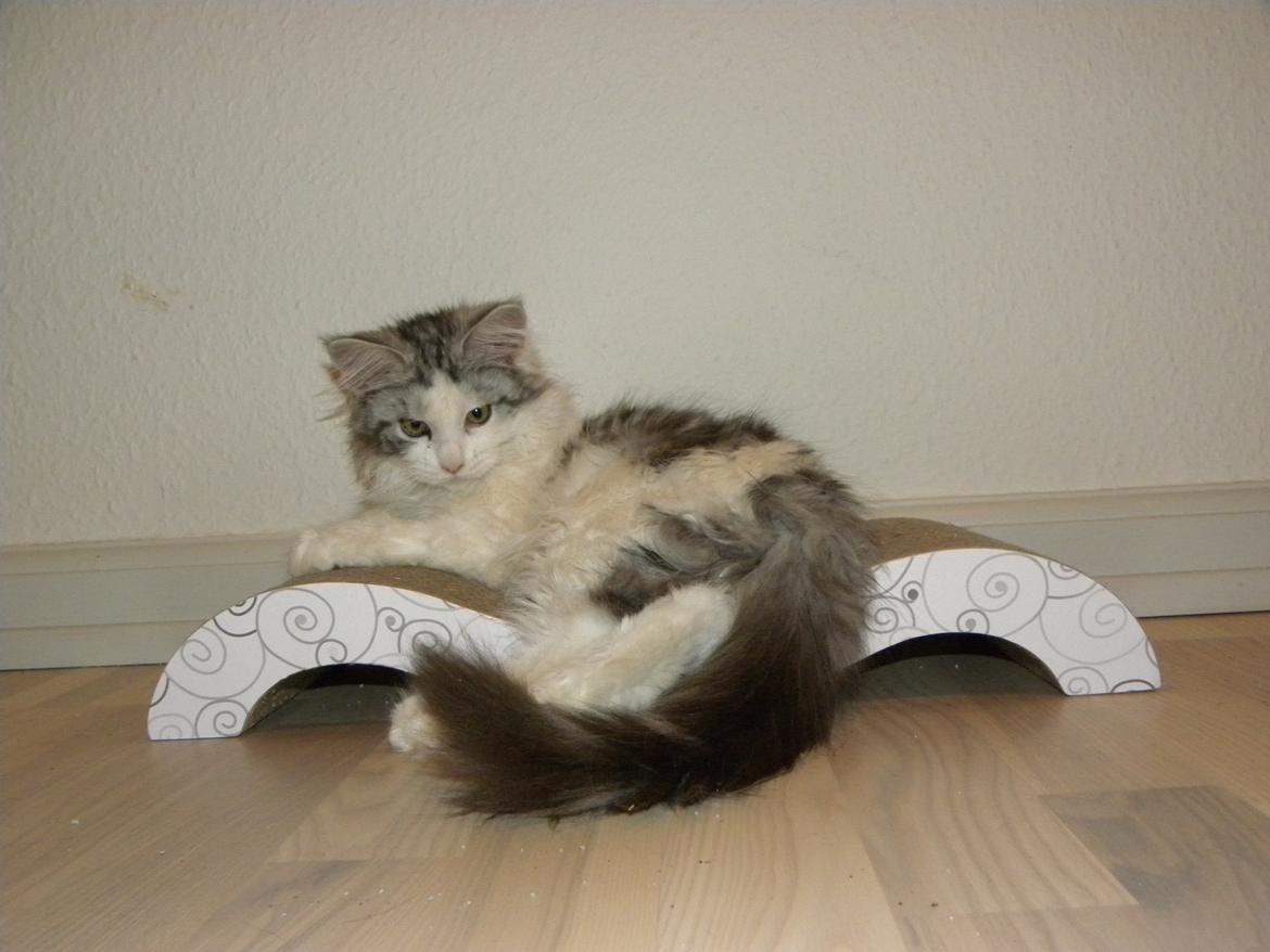 Maine Coon UniqueCoon`s Santa Rose billede 15