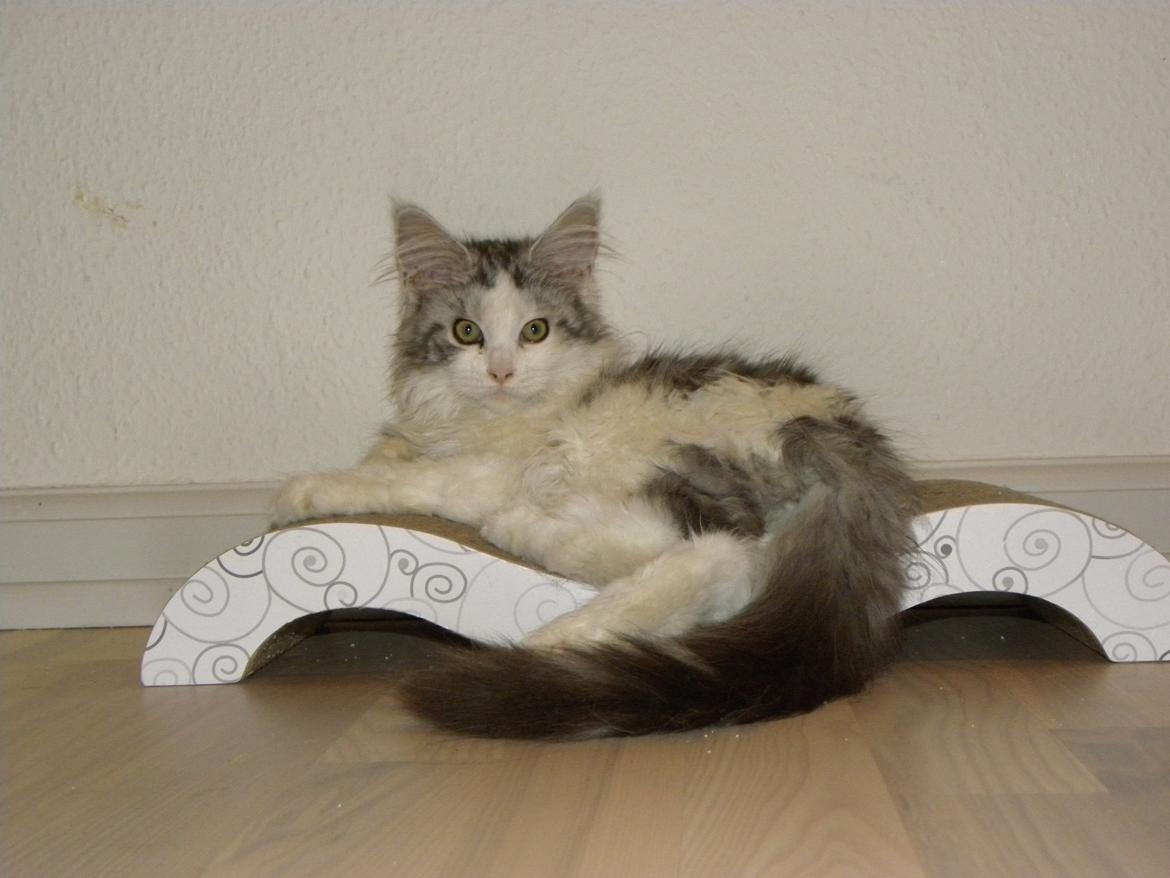 Maine Coon UniqueCoon`s Santa Rose billede 16