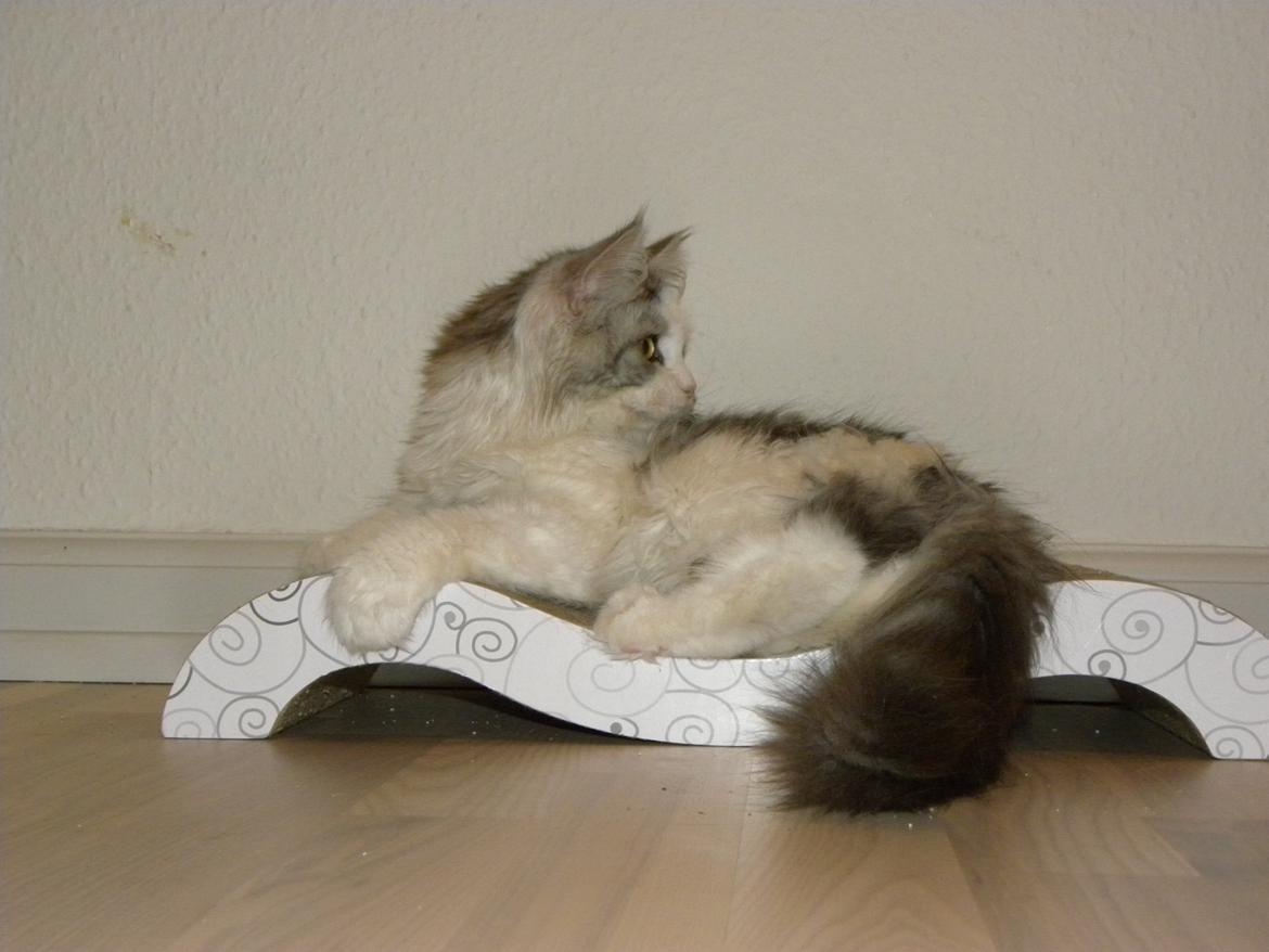 Maine Coon UniqueCoon`s Santa Rose billede 17