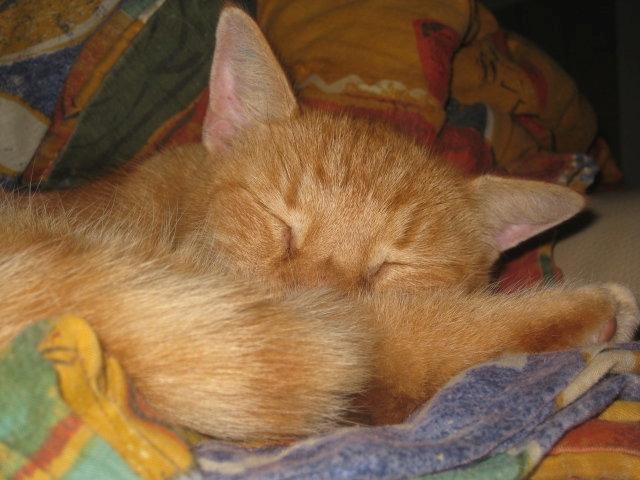 Huskat Garfilde billede 2