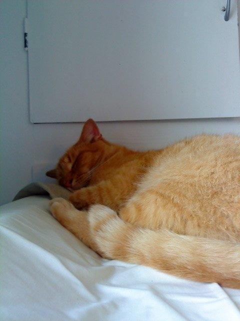 Huskat Garfilde billede 3