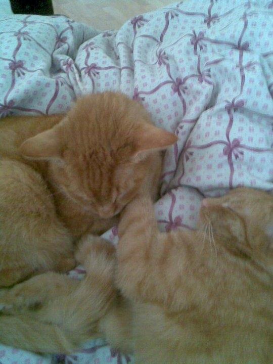 Huskat Garfilde billede 5