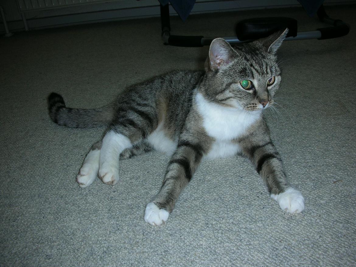 Blanding af racer Mis - 10. Ligger i stuen. billede 10