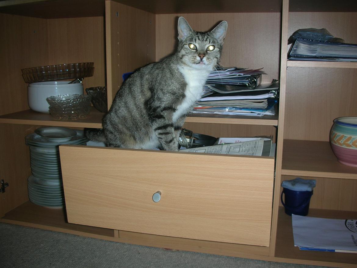 Blanding af racer Mis - 13. Skøre kat ;) billede 13