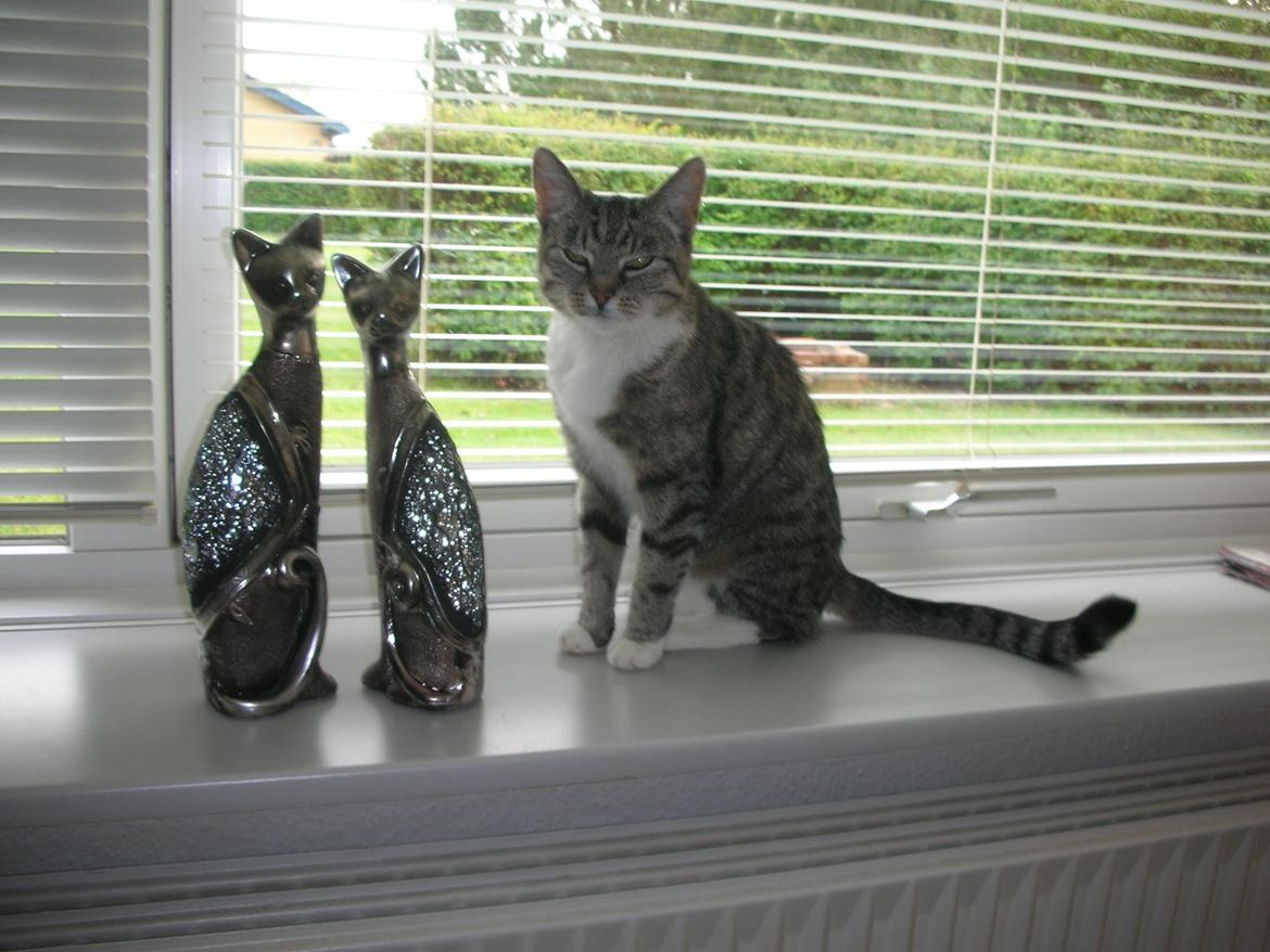 Blanding af racer Mis - 14. billede 14