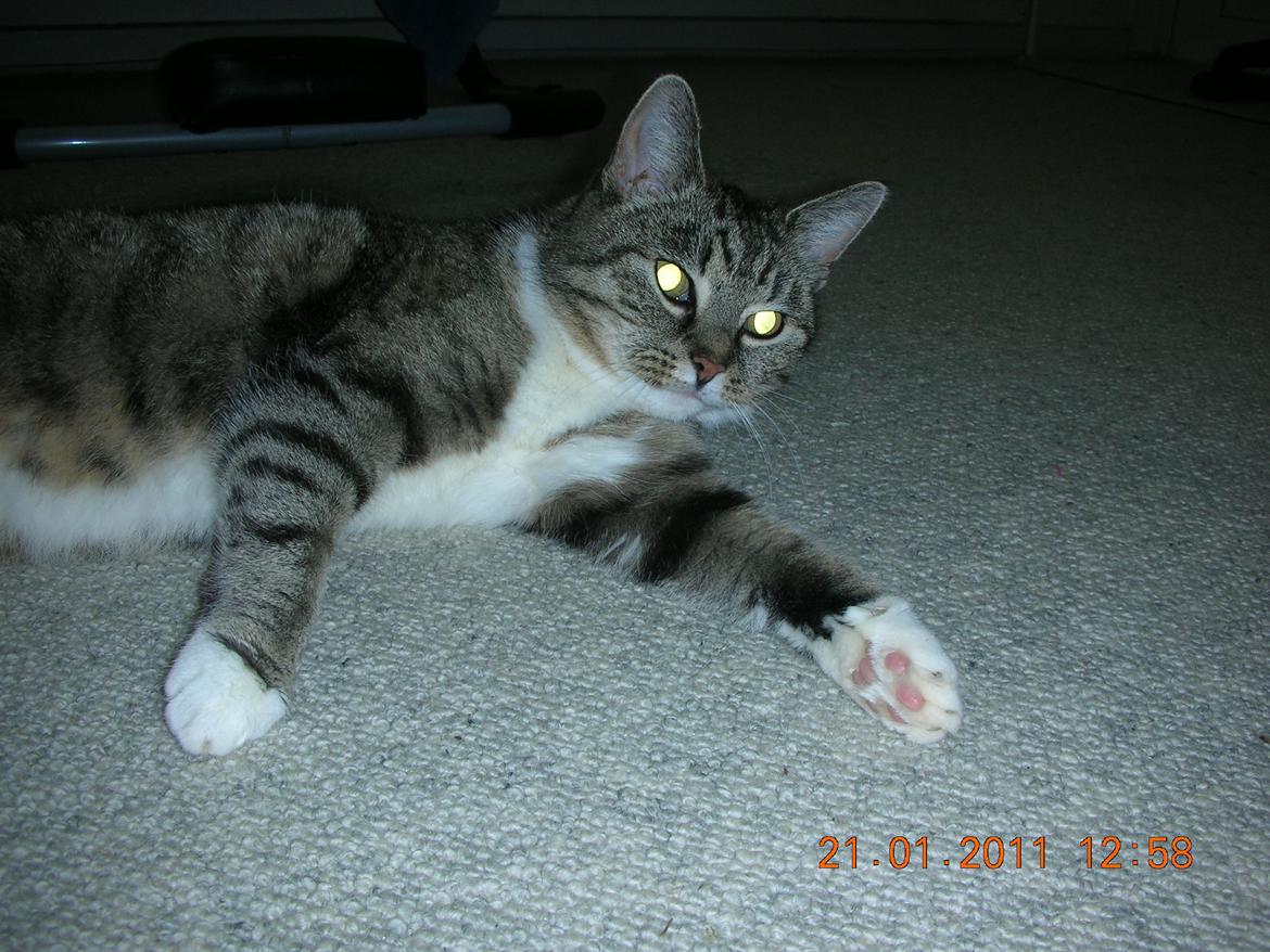 Blanding af racer Mis - 11. billede 11