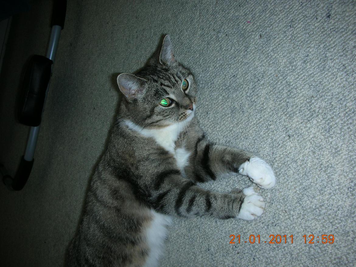 Blanding af racer Mis - 12. billede 12