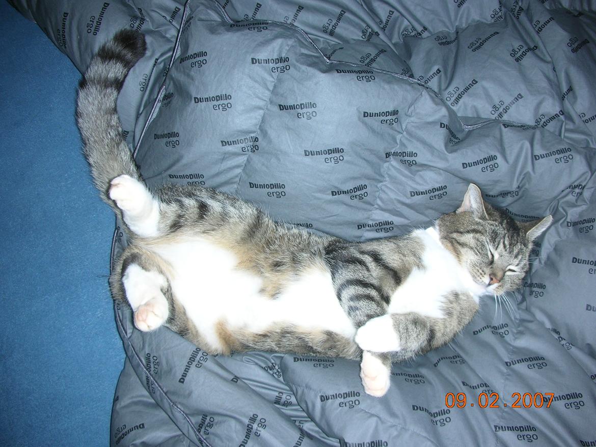 Blanding af racer Mis - 15. Mis ligger og hygger :) billede 15