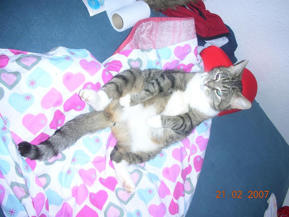 Blanding af racer Mis - 16. billede 16