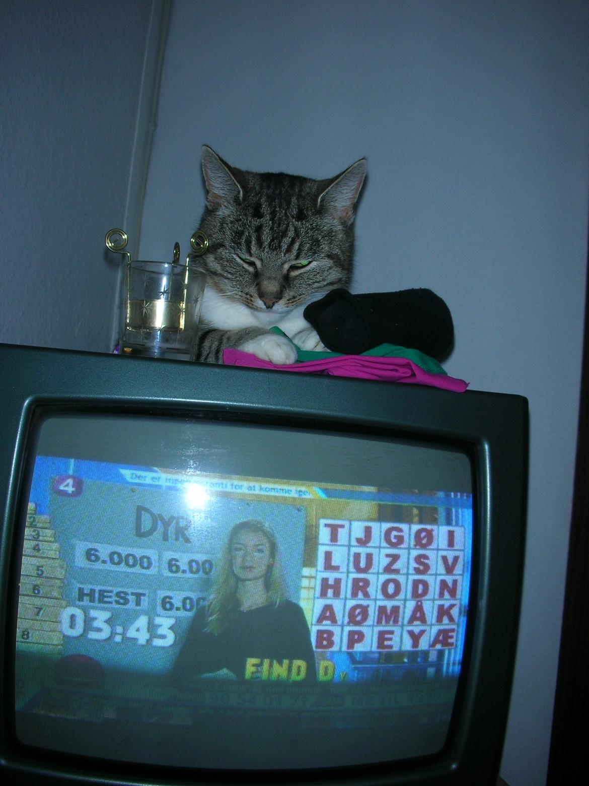 Blanding af racer Mis - 17. Ligger på tvet, skøre kat. :) billede 17