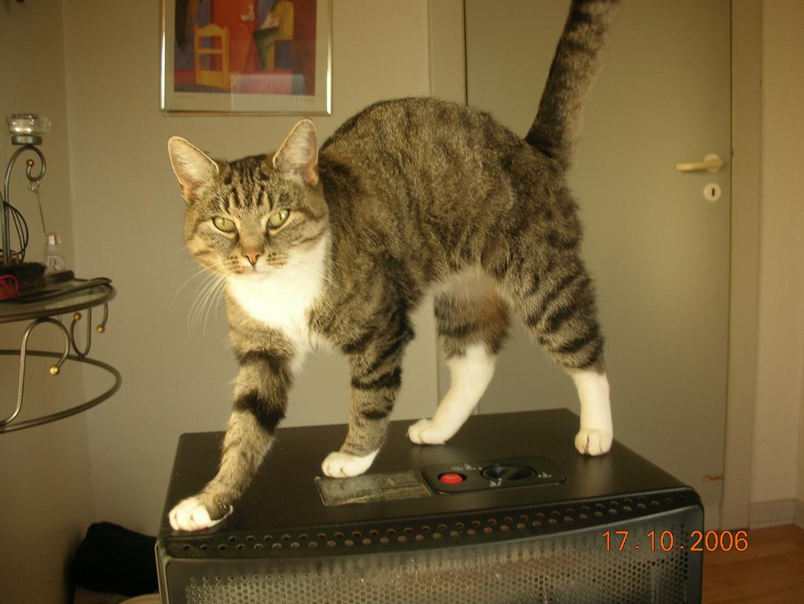 Blanding af racer Mis - 18. billede 18