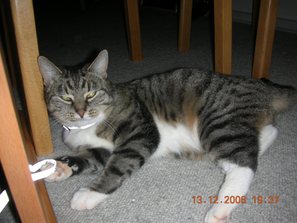 Blanding af racer Mis - 19. billede 19