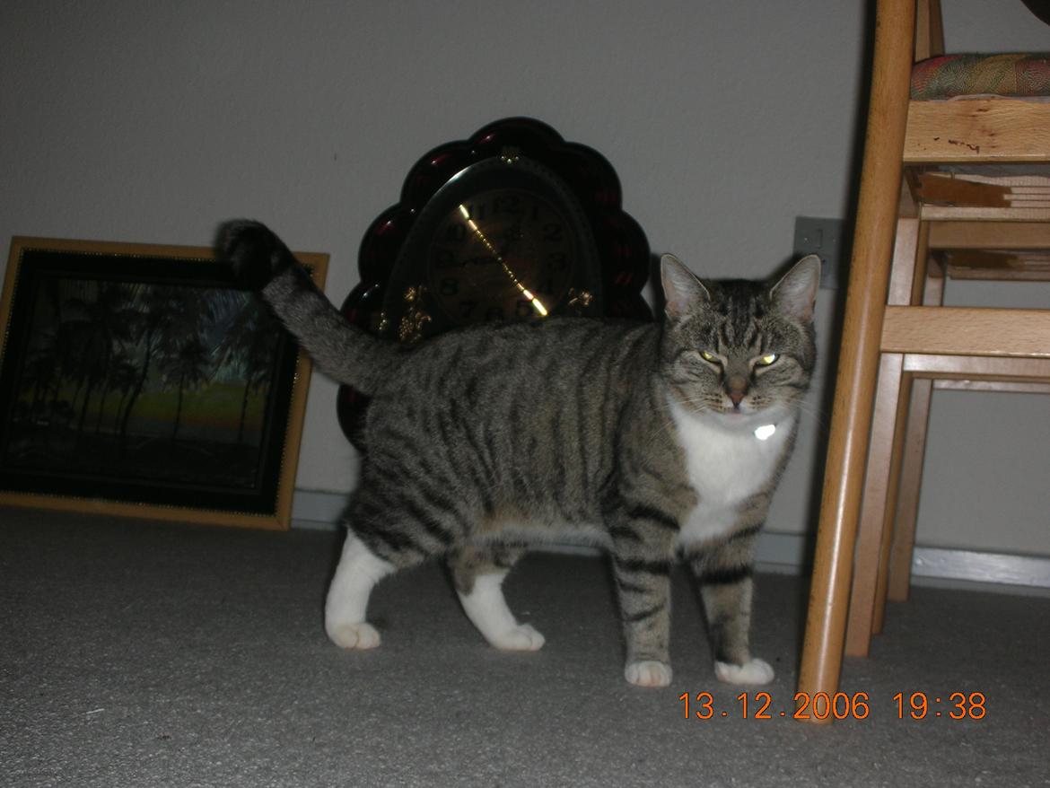 Blanding af racer Mis - 20. billede 20