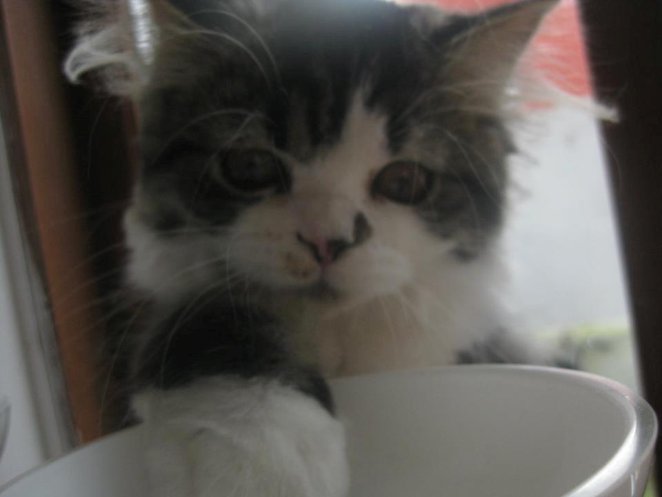 Blanding af racer Villa billede 1