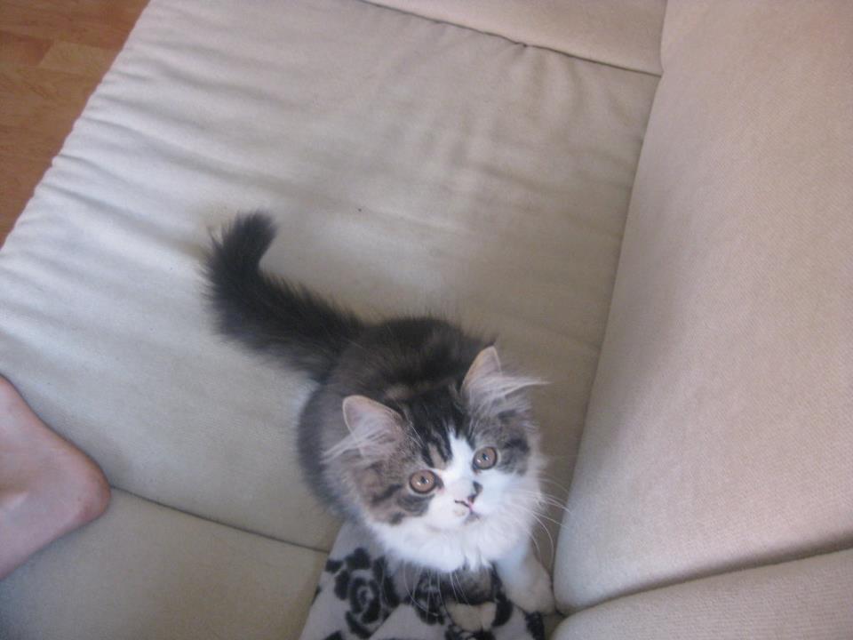 Blanding af racer Villa billede 2