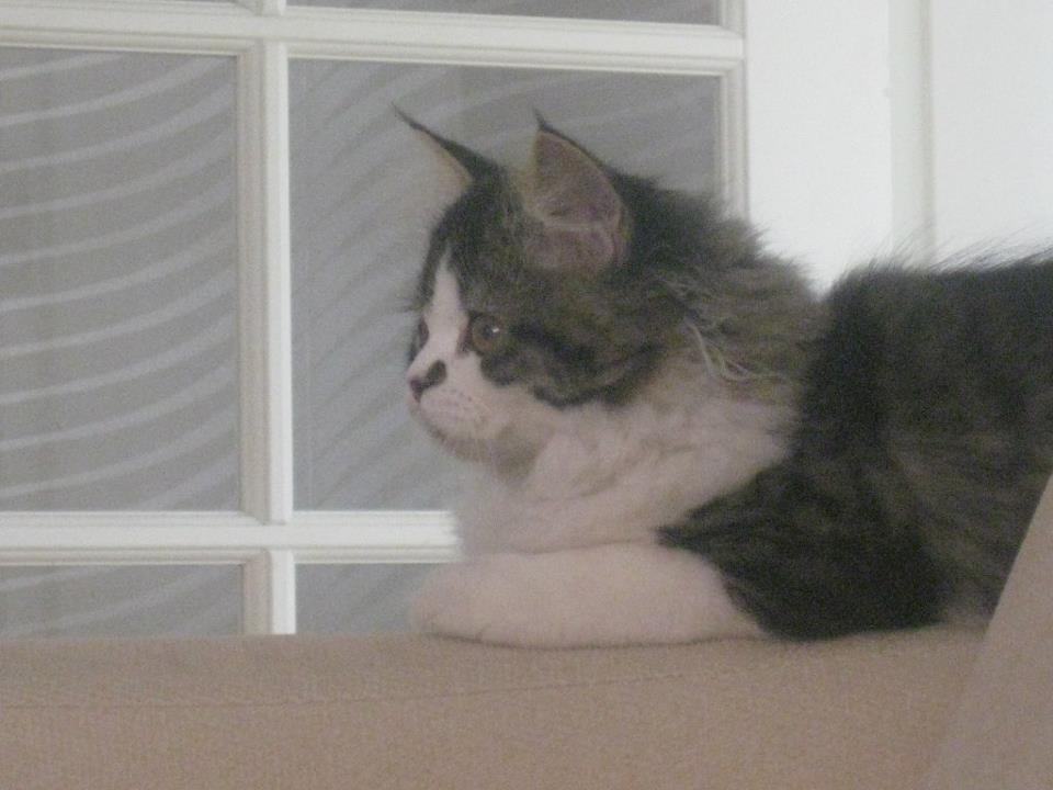 Blanding af racer Villa billede 3