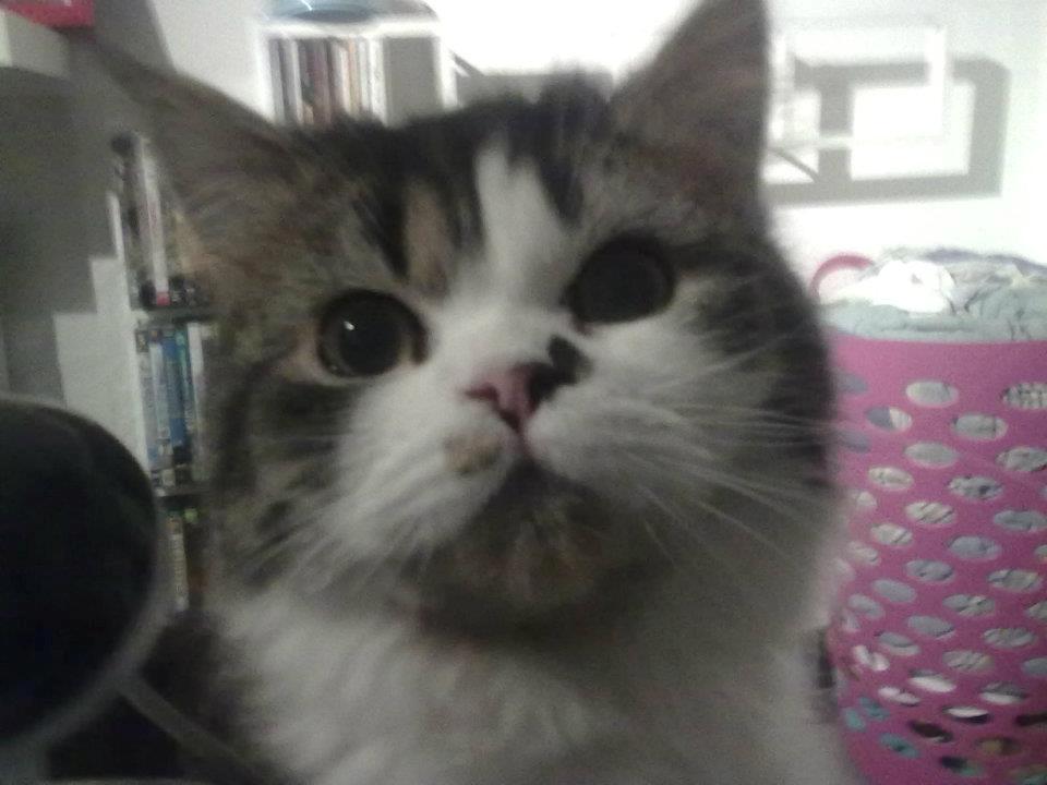 Blanding af racer Villa billede 5