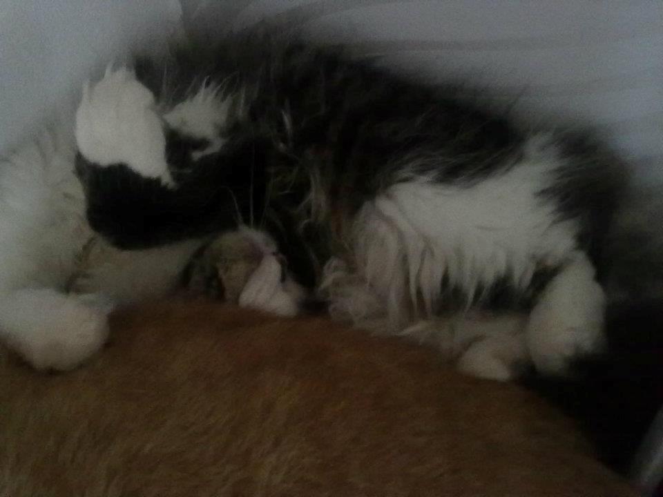 Blanding af racer Villa billede 6