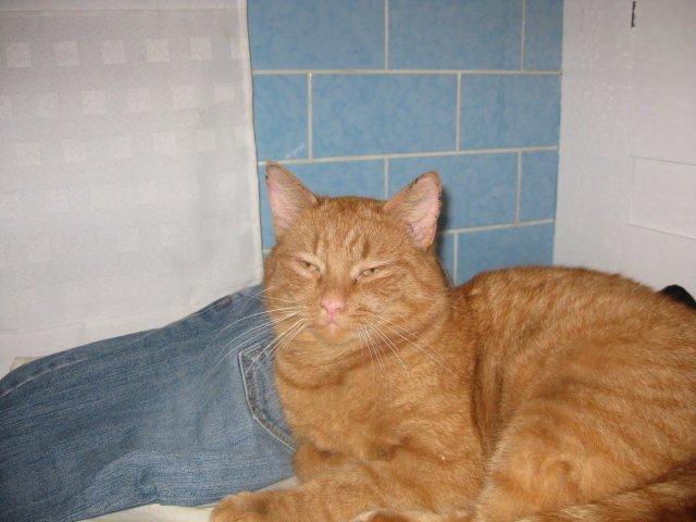 Huskat Bamse billede 5