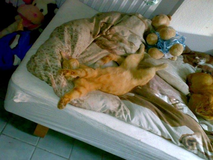 Huskat Bamse billede 4