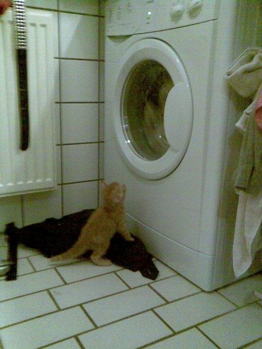 Huskat Bamse billede 1