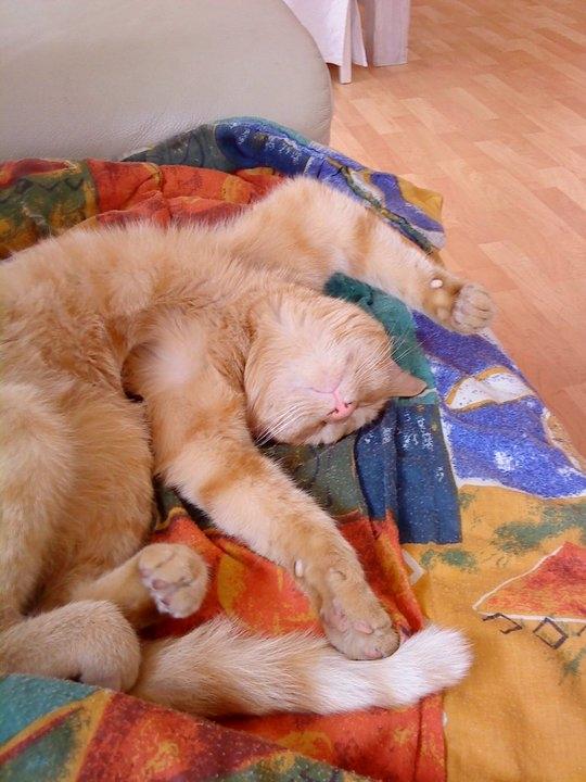 Huskat Bamse billede 6