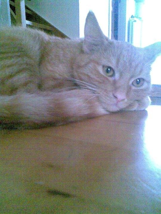 Huskat Bamse billede 7