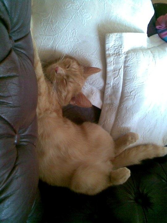 Huskat Bamse billede 8