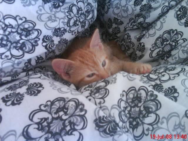 Huskat Bamse billede 2