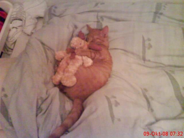 Huskat Bamse billede 3