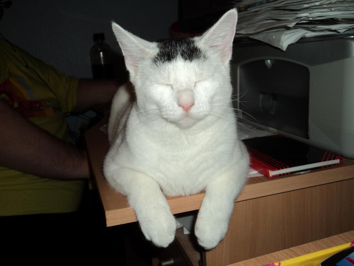 Blanding af racer Kato - Smukke mig :) billede 1