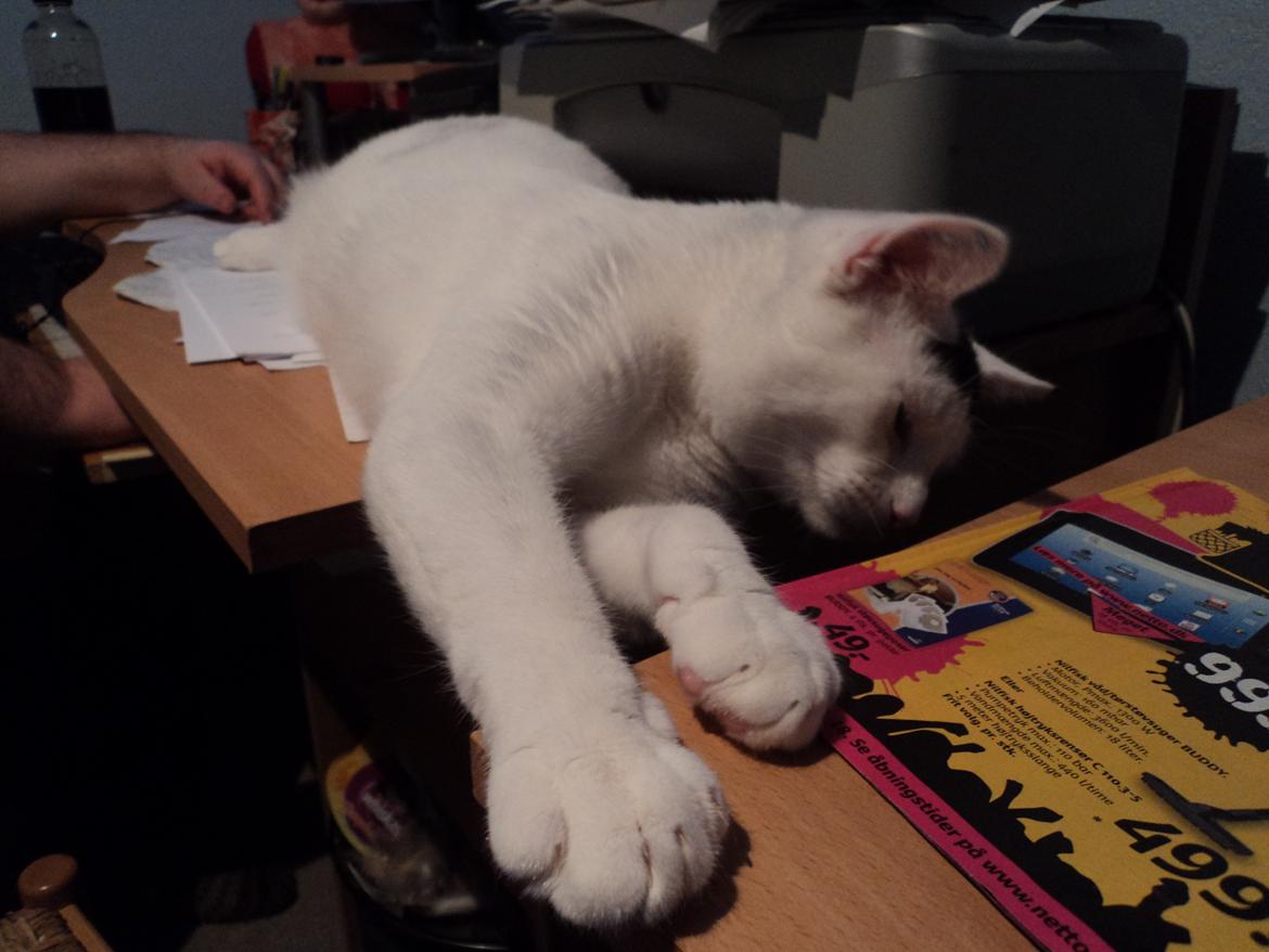 Blanding af racer Kato - Rækker ud efter moar <3 billede 15