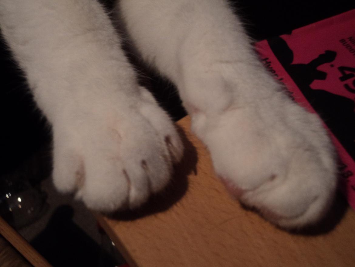 Blanding af racer Kato - Se mine store poter :) billede 16