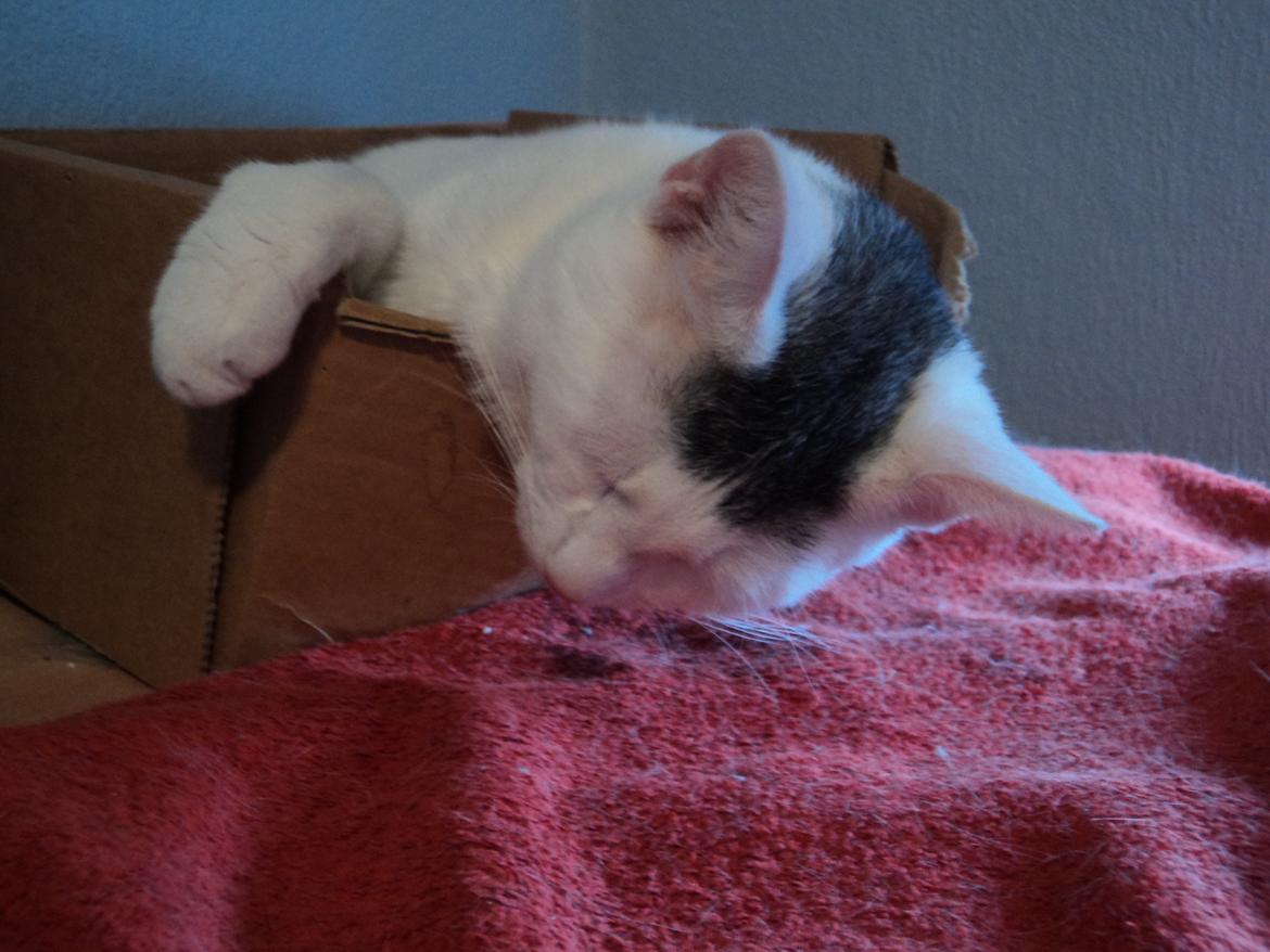 Blanding af racer Kato - Jeg er meeeeget træt... billede 17