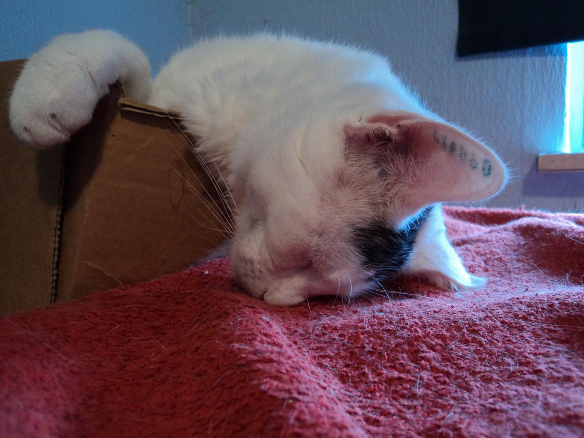 Blanding af racer Kato - Så træt at mit hoved faldt helt ned og jeg vågnede ikke engang!
Tror jeg har haft en hård nat :D billede 18