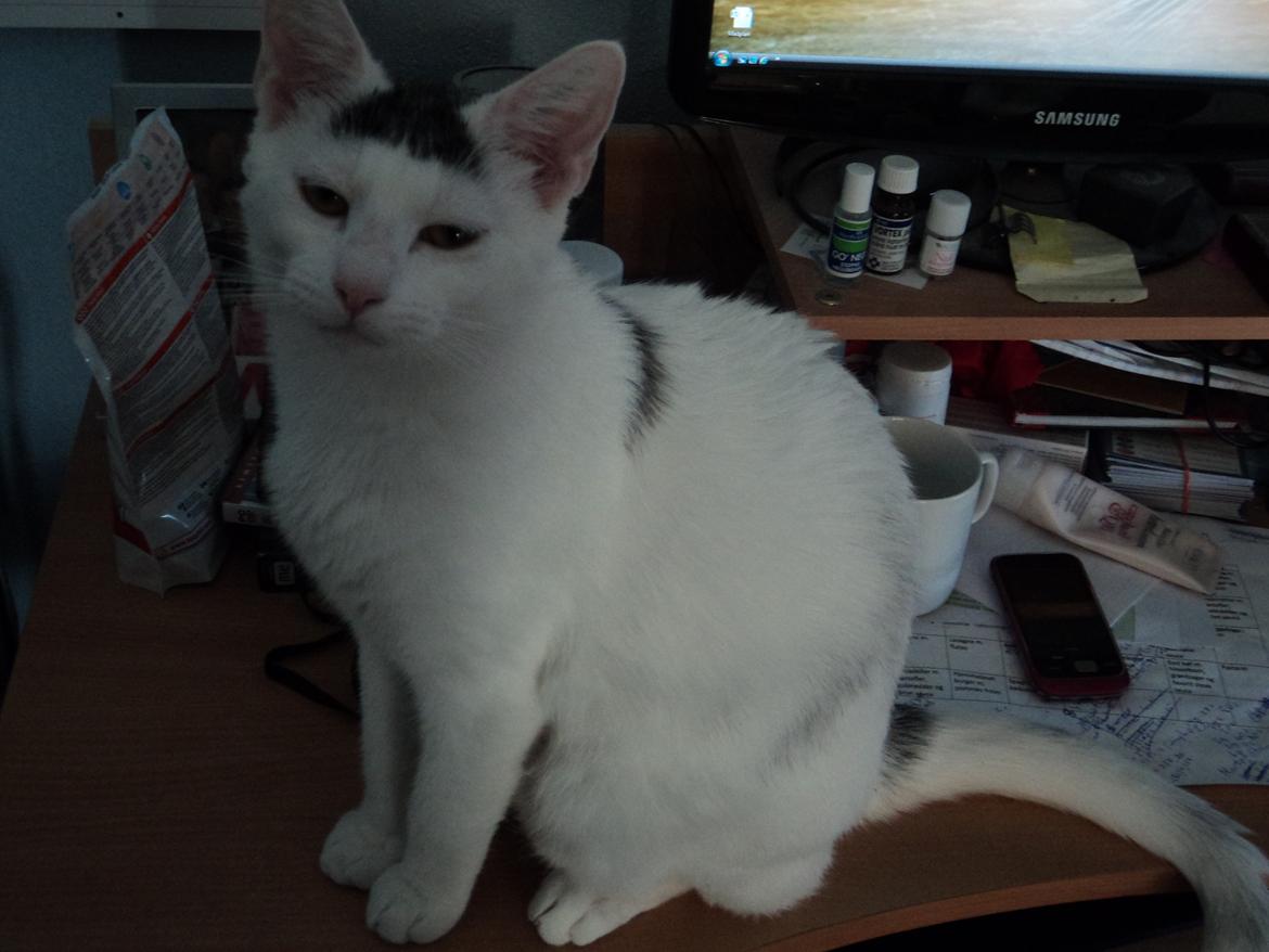 Blanding af racer Kato - Så stor er jeg blevet - det er taget d. 14. Marts 2012 :) billede 19