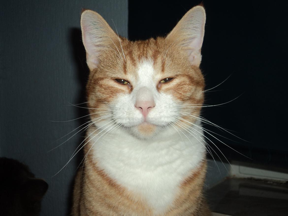 Huskat Garfield (Gaffe) R.I.P. - smukke mig :) billede 1