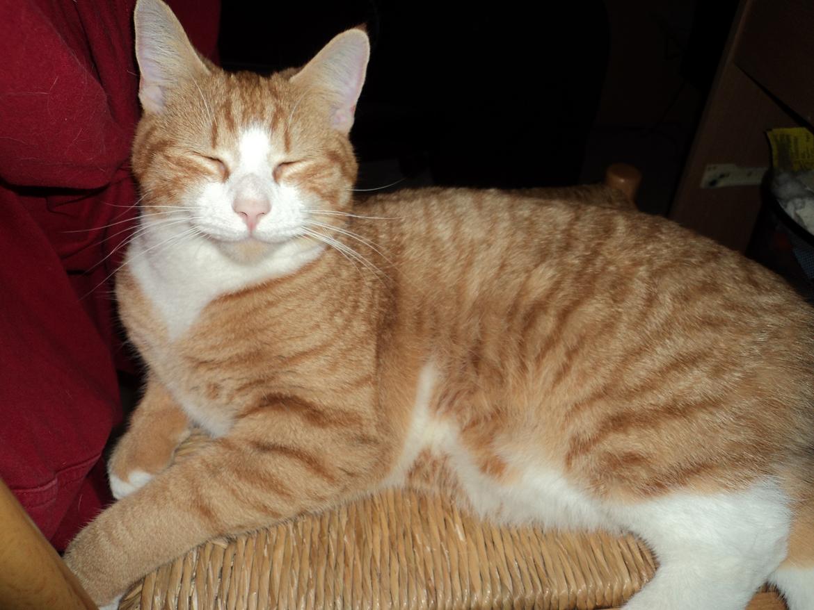 Huskat Garfield (Gaffe) R.I.P. - jeg er så dejlig og jeg udnytter det slet ikke :P billede 18