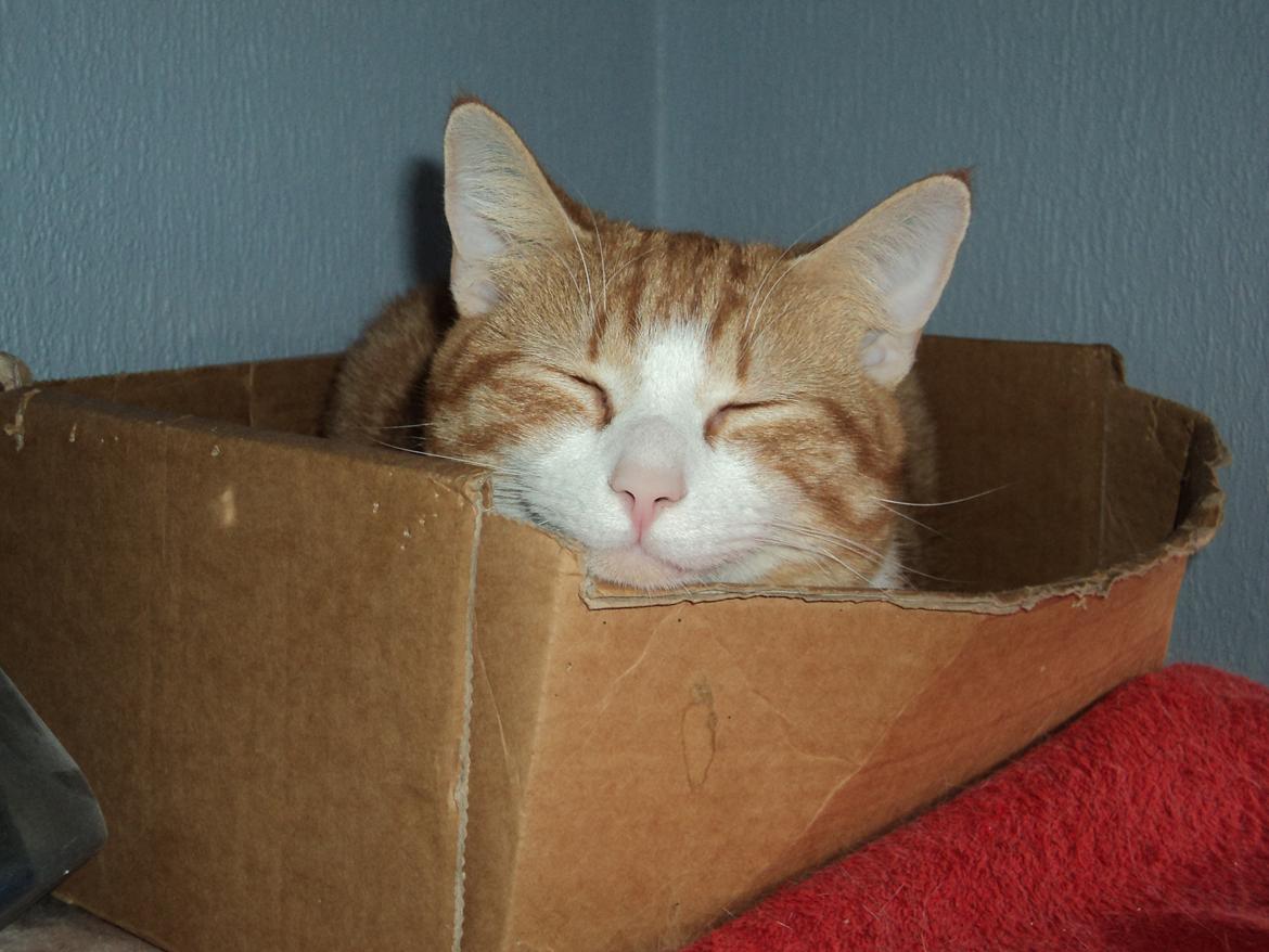 Huskat Garfield (Gaffe) R.I.P. - elsker at sove i papkassen ved siden af mor <3 billede 19